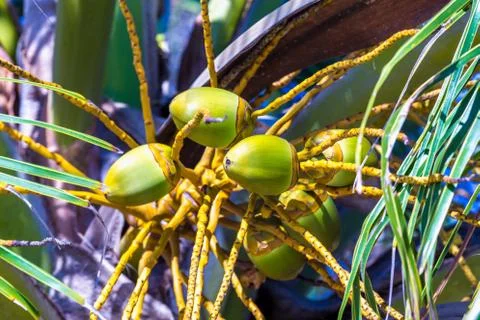 Green coconuts on the palm Stock Photos