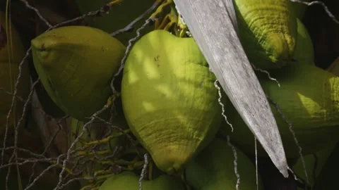 Green Coconuts on Palm Tree in Tropical Botanical Garden, Hawaii Video stock 317131574