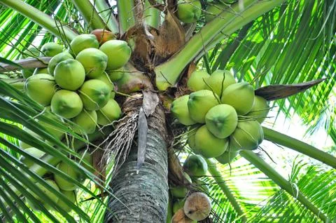 Green coconuts Stock Photos