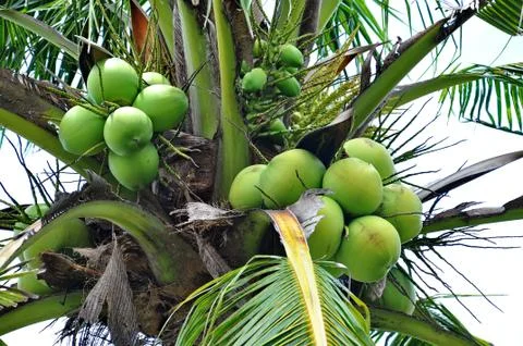 Green coconuts Stock Photos