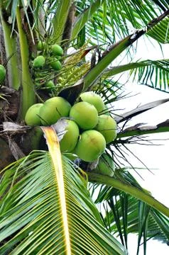 Green coconuts Stock Photos