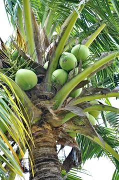 Green coconuts Stock Photos