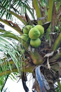 Green coconuts Stock Photos