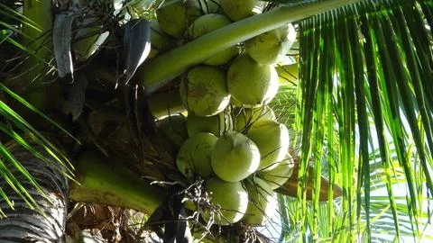 Green coconuts Stock Photos