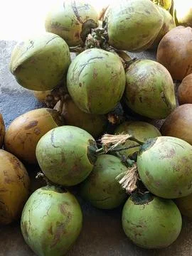 Green coconuts Stock Photos