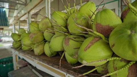 Green coconuts on a table for sale at a shop at daytime Stock Footage 290216192