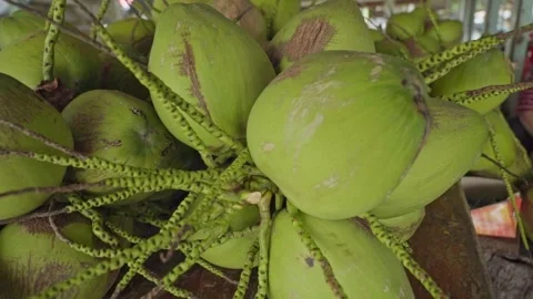 Green coconuts on a table for sale at a shop at daytime Video stock 290216565