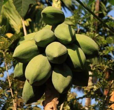Green coconuts on a tree Stock Photos