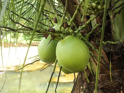 Green coconuts on tree Foto stock