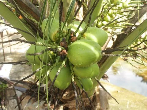 Green coconuts on tree Foto stock