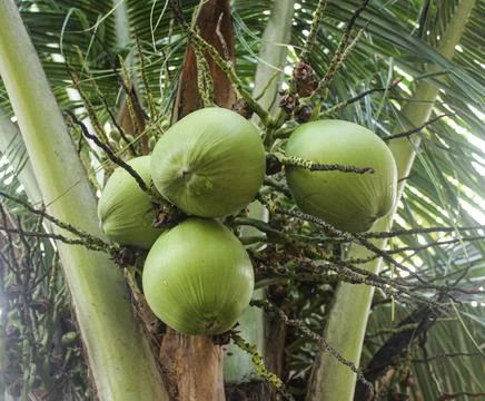 Green coconuts on tree Foto stock