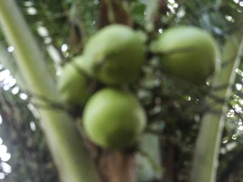 Green coconuts on tree Foto stock