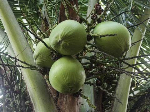Green coconuts on tree Stock Photos