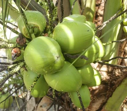 Green coconuts on tree Foto stock