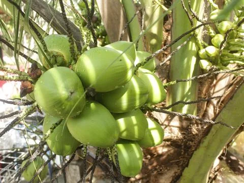 Green coconuts on tree Foto stock