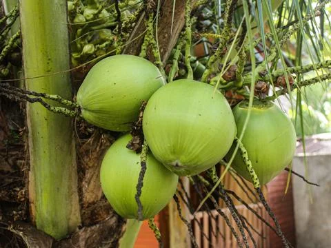 Green coconuts on tree Foto stock