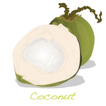 Green coconuts vector Stock Illustration