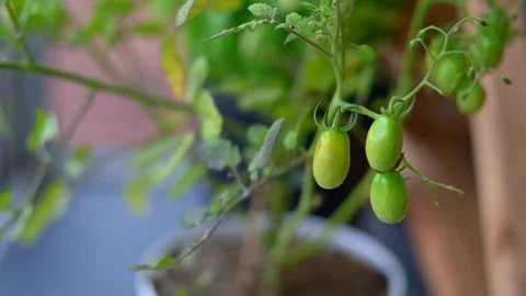 Green coctail tomatos Stock Footage 246922609