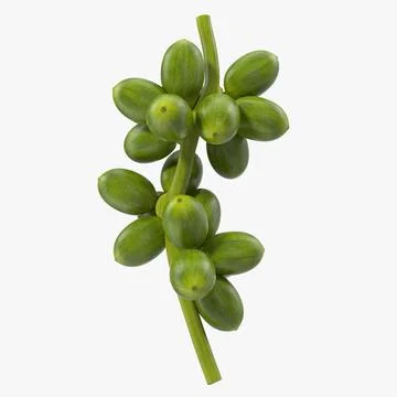 Green Coffe Bean Bunch 3D Model