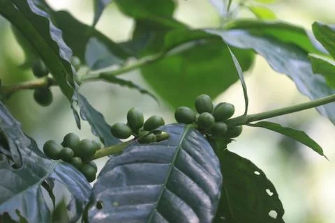 Green coffe fruit Stock Photos