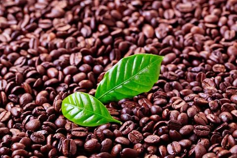 Green coffee bean sprout emerging from seeds Stock Photos