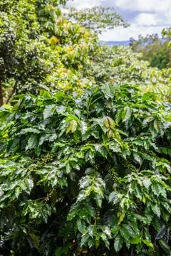 Green coffee bean on tree Stock Photos