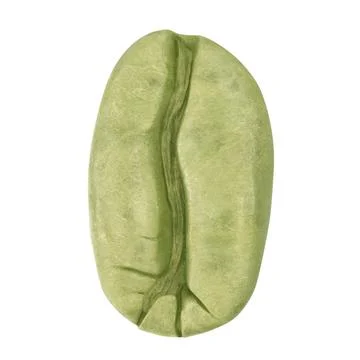 Green coffee bean on white background Stock Illustration