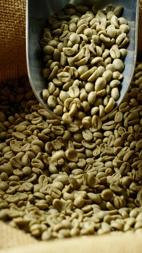 Green coffee beans being poured from a scoop for quality inspection at a local Stock Footage 342797678