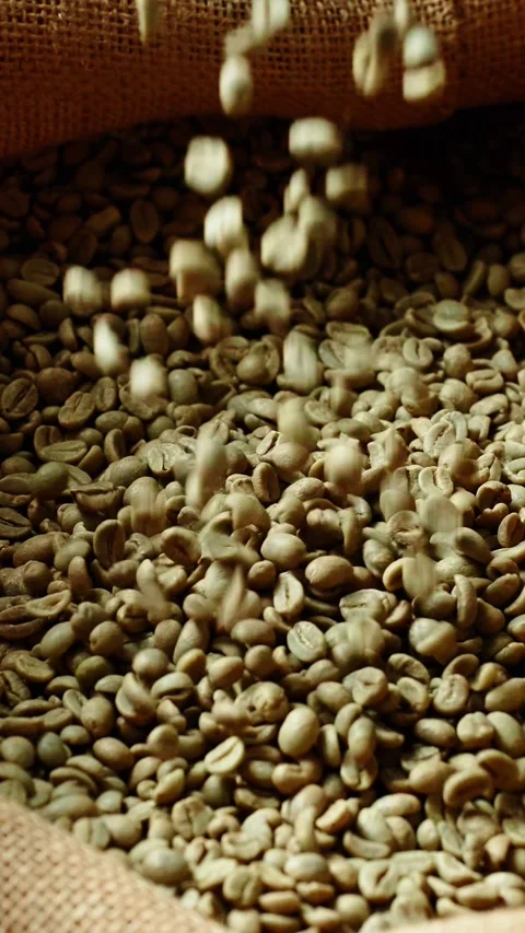 Green coffee beans being processed and sorted for roasting in a coffee workshop Stock Footage 342797770