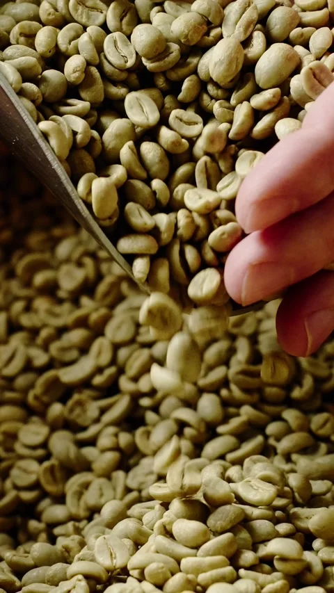 Green coffee beans being sorted with care in a bright workshop in the morning Stock Footage 308433887