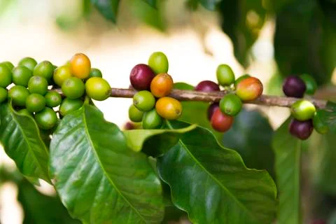 Green coffee beans on branch Stock Photos