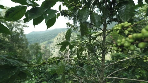 Green coffee beans on coffee tree, plantations high view with green mountain Stock Footage 174677988