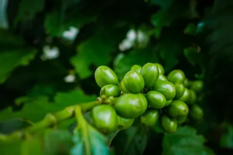 Green Coffee beans on a coffee tree Stock Photos