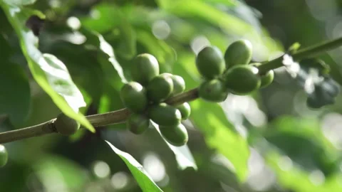 Green coffee beans from colombia Stock Footage 166644540