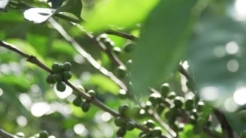 Green coffee beans from colombia Stock Footage 166644576