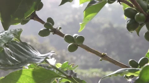 Green coffee beans in Colombia Stock Footage 166646306