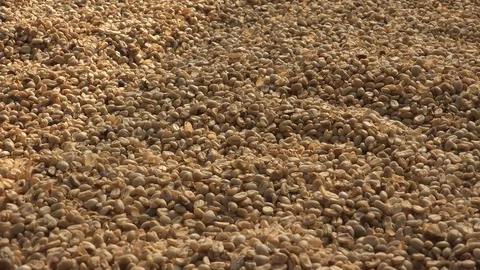 Green Coffee Beans Stock Footage 95117408