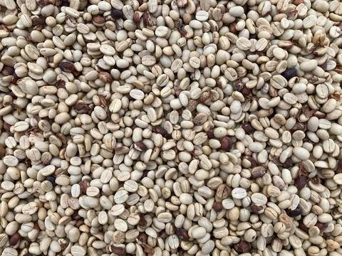Green coffee beans in full frame Stock Photos