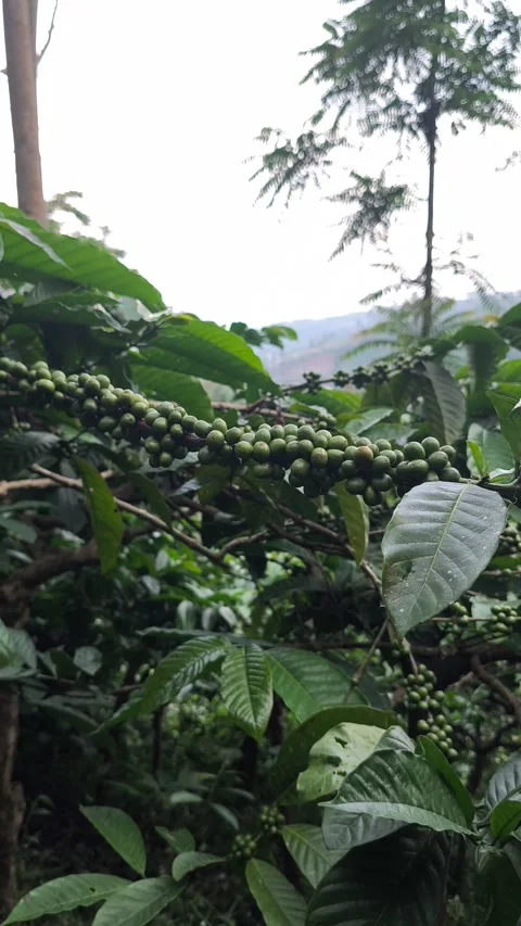 Green Coffee Beans Growing on a Branch in a Lush Plantation Video stock 334485379