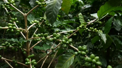 Green coffee beans growing on a tree , pan shot Stock Footage 244172621