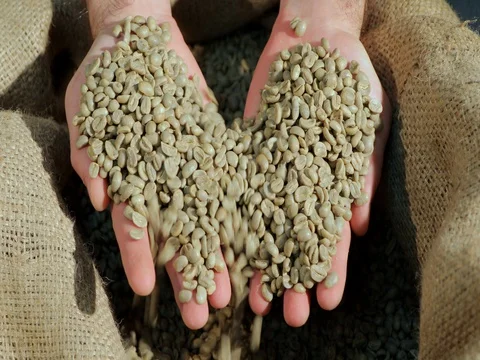 Green coffee beans in hands Stock-Footage 72730063