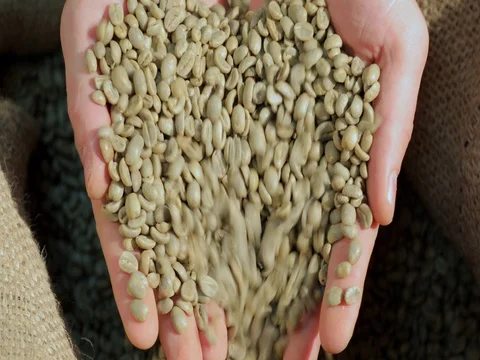 Green coffee beans in hands Video stock 72730073