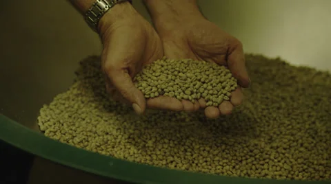 Green Coffee Beans in Man's Hands Stock Footage 35269158
