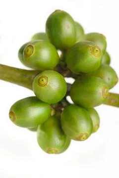 Green coffee beans Stock Photos