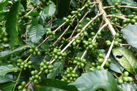 Green coffee beans 스톡 사진