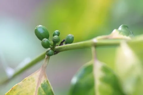 Green coffee beans. 스톡 사진