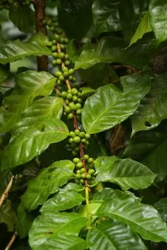 Green coffee beans Stock Photos