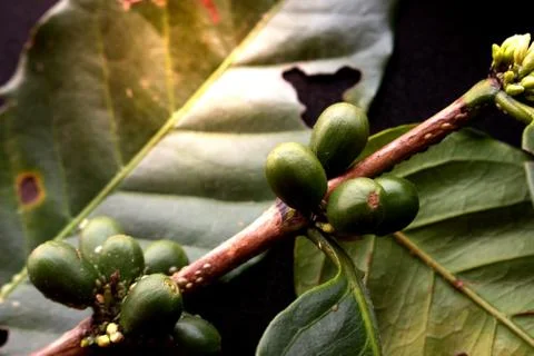 Green coffee beans Stock-Fotos