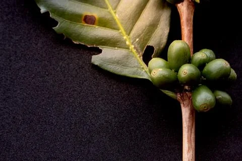 Green coffee beans Stock Photos