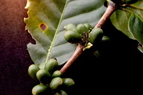 Green coffee beans Stock Photos